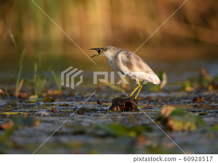 About the life of squacco heron (Ardeola 60928517