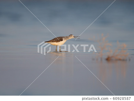 The common greenshank (Tringa nebularia) morning The common greenshank (Tringa nebularia) morning 60928587