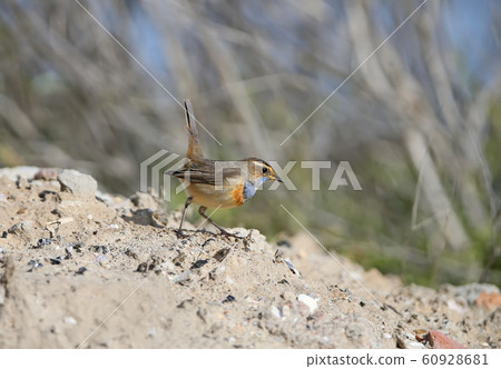 Different moments in the life of bluethroat 60928681