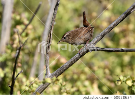 The Eurasian wren (Troglodytes troglodytes) The Eurasian wren (Troglodytes troglodytes) 60928684