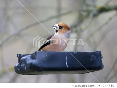 Common  hawfinch  feeder (Coccothraustes 60928719