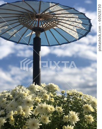 菊花花2 60928730