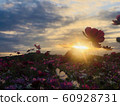 Sunset Cosmos 1 60928731