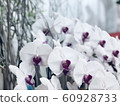 Phalaenopsis 1 60928733