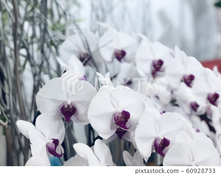 Phalaenopsis 1 Phalaenopsis 1 60928733
