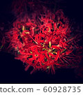 Mandarin orange 1 60928735