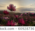 Sunset and Cosmos 2 60928736