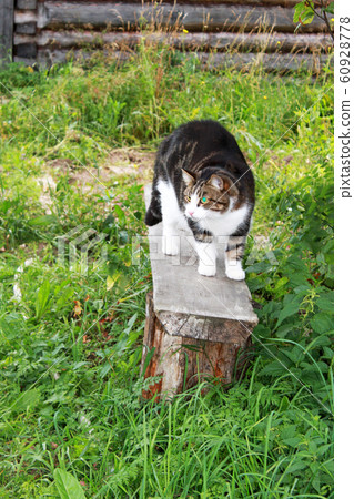Beautiful colorful cat with green eyes arched its Beautiful colorful cat with green eyes arched its 60928778