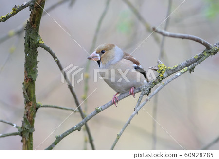 The hawfinch (Coccothraustes coccothraustes) 60928785