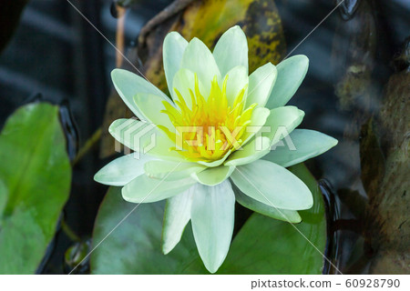 Yellow Water lily in water garden. Nymphaea Yellow Water lily in water garden. Nymphaea 60928790