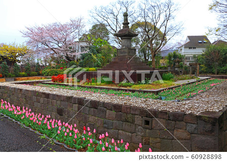 Many tulips that surround Manzuka Many tulips that surround Manzuka 60928898
