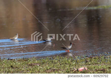 Common Redshank (Tringa totanus) Common Redshank (Tringa totanus) 60929702