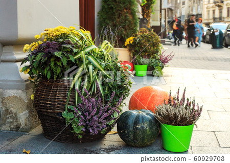 Thanksgiving decor near house with pumpkins, 60929708