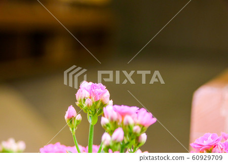 室內重的粉紅色長壽花 60929709