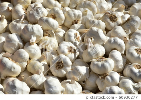 Lots of white purple Italian garlic. A lot of Lots of white purple Italian garlic. A lot of 60930277