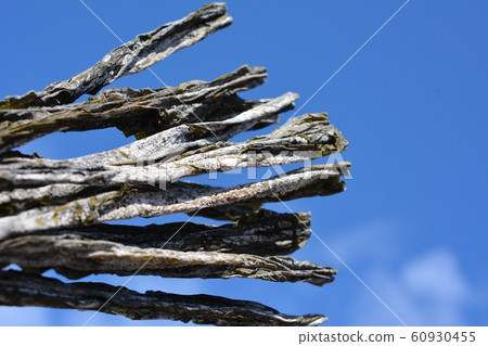 Fast-boiled bud kelp, true kelp, kelp, Hokkaido Minami Kayabe, Japanese food, ingredients image material 60930455