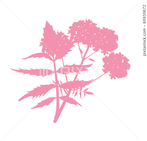 valeriana herb plant icon isolated on white valeriana herb plant icon isolated on white 60930672