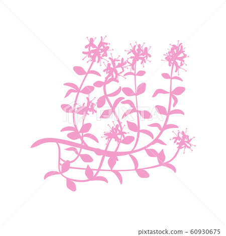 Watercolor thyme. Hand draw branches of thyme Watercolor thyme. Hand draw branches of thyme 60930675