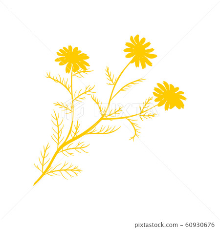 Chamomile flat icon isolated on white background Chamomile flat icon isolated on white background 60930676
