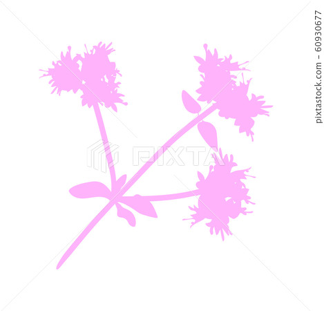 Marjoram seasoning spice herb sketch icon. Vector Marjoram seasoning spice herb sketch icon. Vector 60930677