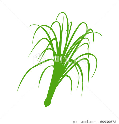 lemongrass Vector rose geranium flower flat vector lemongrass Vector rose geranium flower flat vector 60930678