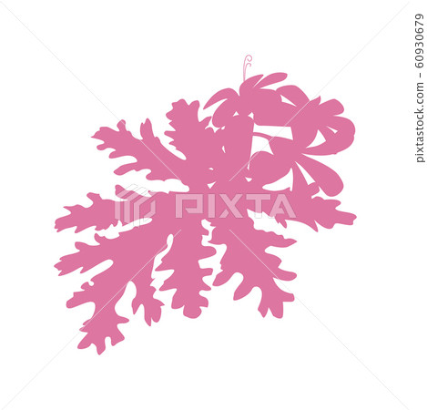 Vector rose geranium flower flat vector on white Vector rose geranium flower flat vector on white 60930679