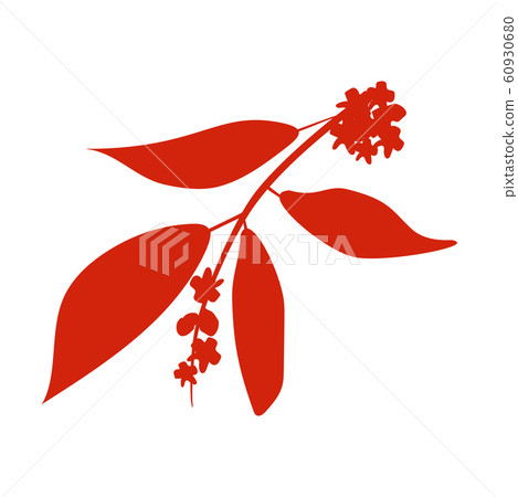Sandalwood tree branch with flowers Sandalwood tree branch with flowers 60930680