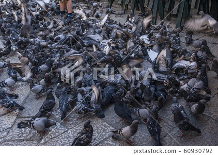 Croatia Dubrovnik. Feeding pigeons in the square 60930792