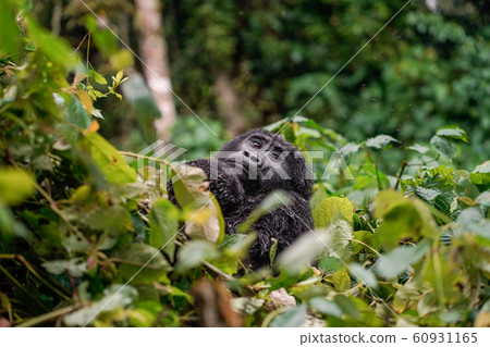 portrait of a black gorilla looking at you in the wild deep in the jungle portrait of a black gorilla looking at you in the wild deep in the jungle 60931165