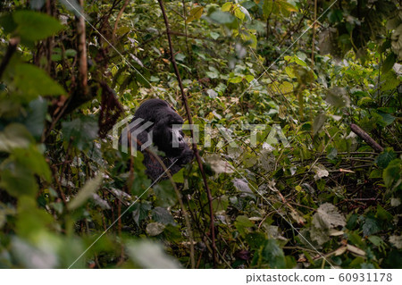 the leader of a pack of gorillas, silver back in the depths of the jungle 60931178