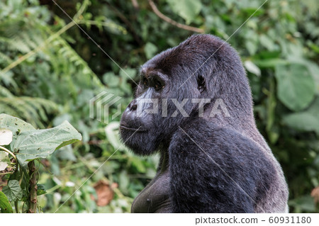 close up portrait of silverback in the wild deep in the jungle close up portrait of silverback in the wild deep in the jungle 60931180