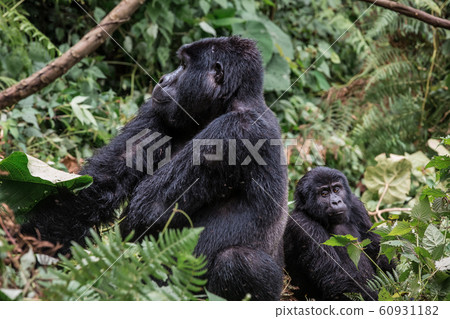A black gorilla with a baby chewing vegetation in the wild deep in the jungle 60931182