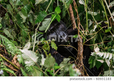 portrait of a large male gorilla in the depths of vegetation portrait of a large male gorilla in the depths of vegetation 60931183
