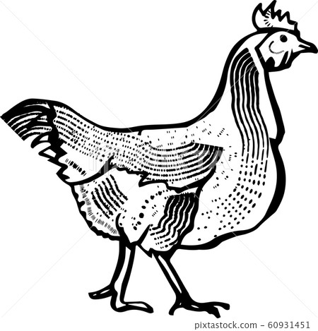 Vector Illustration of hen, engraving 60931451
