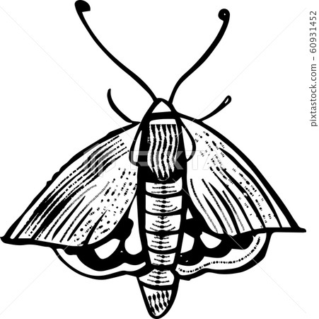 Vector Illustration of moth, butterfly, engraving 60931452