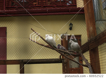 Pigeons birds in dovecote 60932522