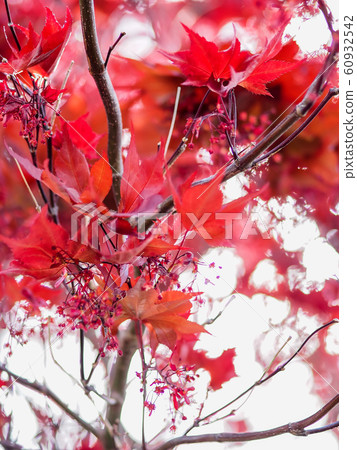 Maple autumn leaves red white Maple autumn leaves red white 60932542