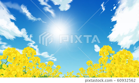 Rapeseed field Rapeseed field 60932562