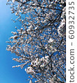 Sakura in spring  60932735