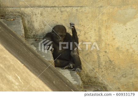 Gorilla Children 60933179