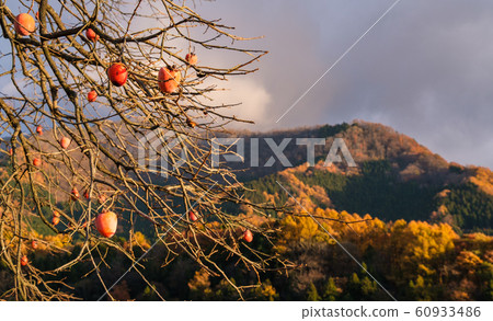 晚上柿子 60933486