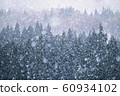 Big cotton snow falling from a calm cloudy sky without sound in a cedar forest in snowy country 60934102