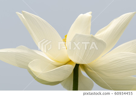 Lotus flower, Siheung city, Gyeonggi-do Lotus flower, Siheung city, Gyeonggi-do 60934455