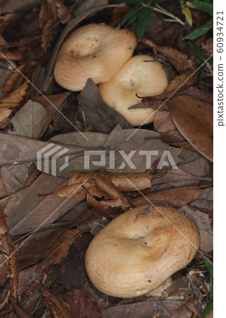 Nature mushroom Aibakarahatsumodoki (tentative name for Aoki), mixed forest. Many occur on the ground with fallen leaves Nature mushroom Aibakarahatsumodoki (tentative name for Aoki), mixed forest. Many occur on the ground with fallen leaves 60934721