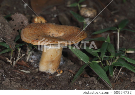 Nature Mushroom Aibakarahatsumodoki (tentative name for Aoki), a flat-opened individual. The middle is hollow Nature Mushroom Aibakarahatsumodoki (tentative name for Aoki), a flat-opened individual. The middle is hollow 60934722