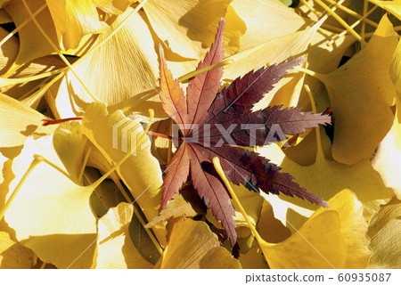 Autumn leaves of Kaede and Ginkgo Autumn leaves of Kaede and Ginkgo 60935087