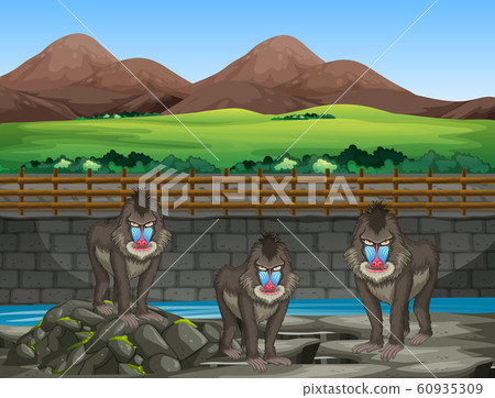 Scene with baboons at the zoo Scene with baboons at the zoo 60935309