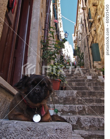 狗在杜布羅夫尼克舊城區打zing睡 狗在杜布羅夫尼克舊城區打zing睡 60935450