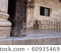 Dubrovnik old town stray cat in front of former governor's house 60935469