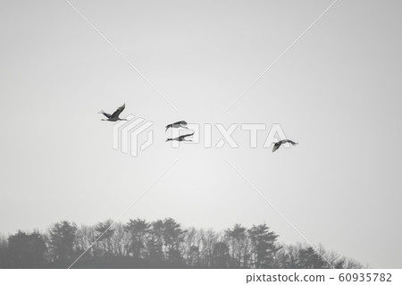 Migratory Birds, Cheorwon-gun, Gangwon-do 60935782